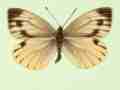 Pieris napi female (aberrant form emiobscurata 2) (Internet Image property of respective owner, non-commercial use only)